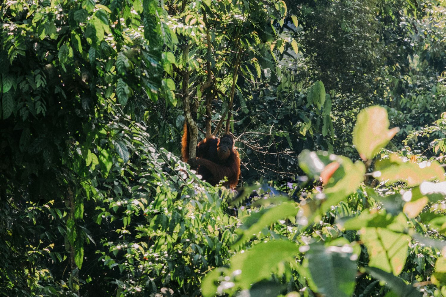 Canopy Layer