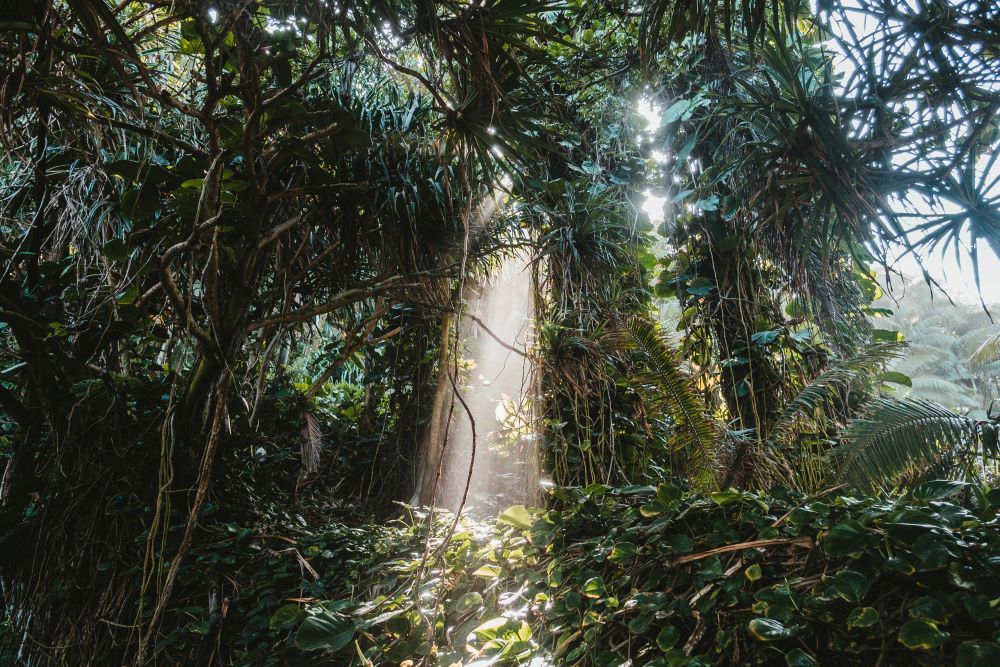 Understory Layer
