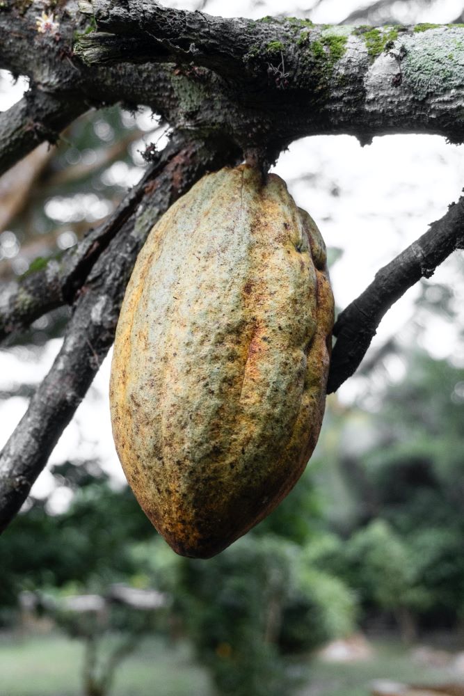 Cocoa Pod