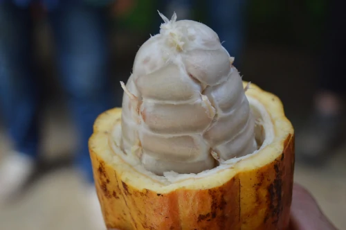 Cocoa Pulp