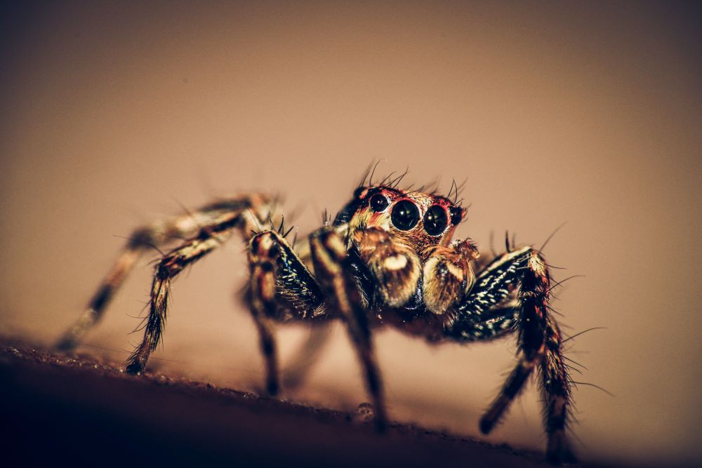 Image of general jumping spider with main eyes, maindibles, and head in focus