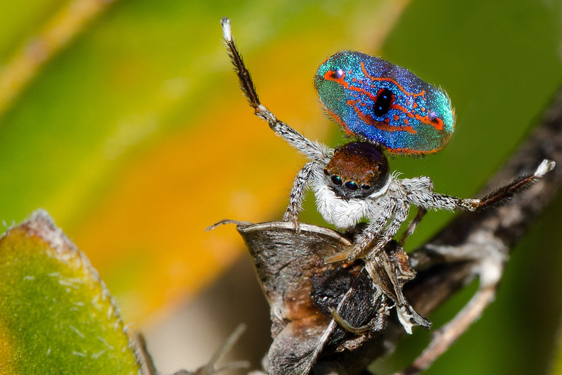 Peacock Jumping Spider Waving Legs and Fanned Out Abdomen
