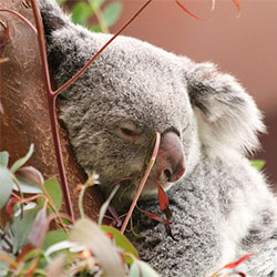 Sleeping