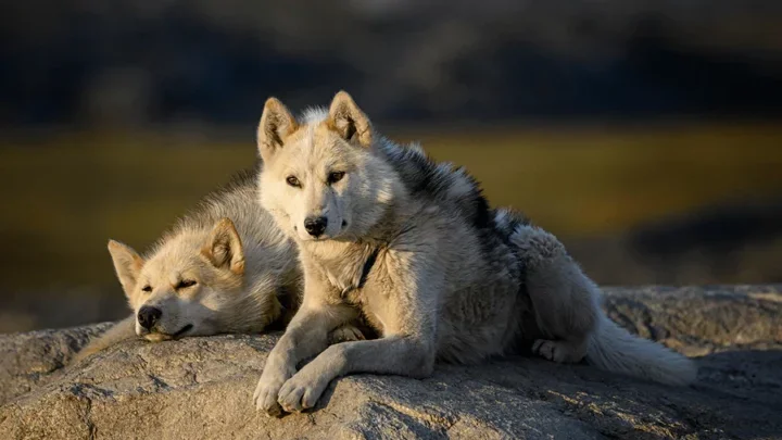 Greenland Dog