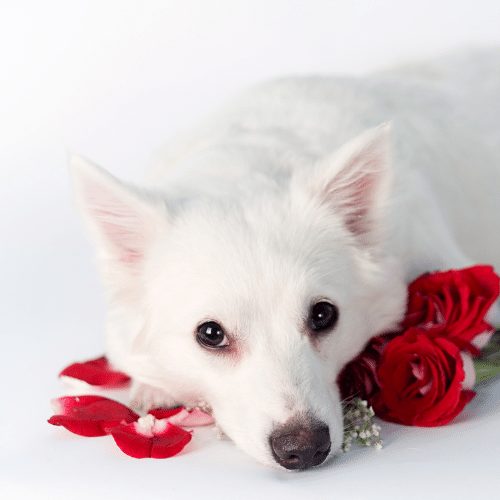 American Eskimo: Mino & Toy