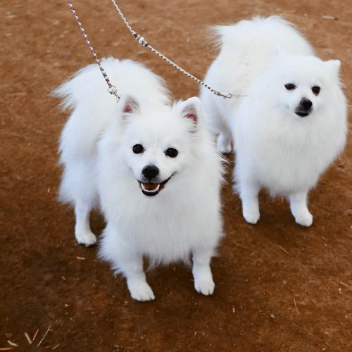 American Eskimo