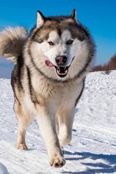 Malamute