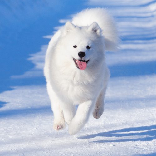 Active Samoyed