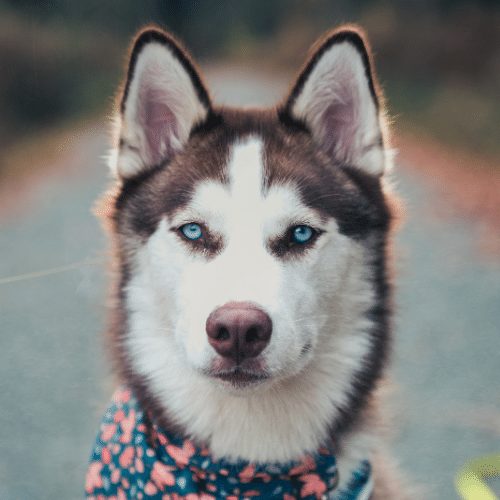 Siberian Husky