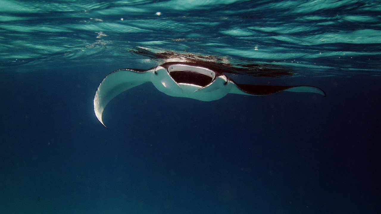 manta ray swimming near ocean surface
