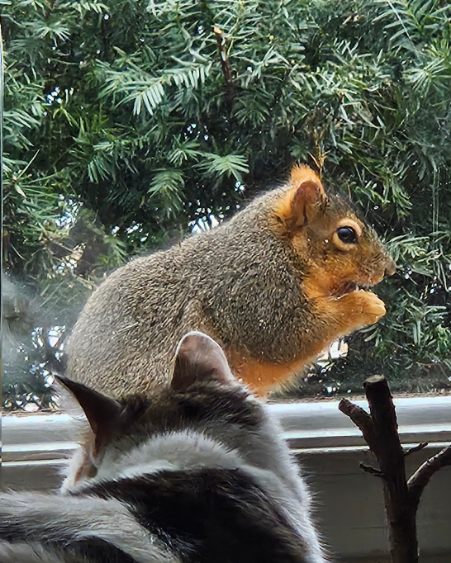 squirrel and cat looking through the window pain