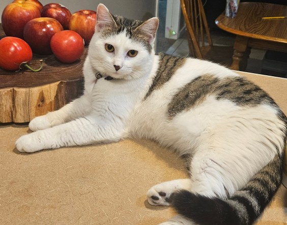 squekers on counter