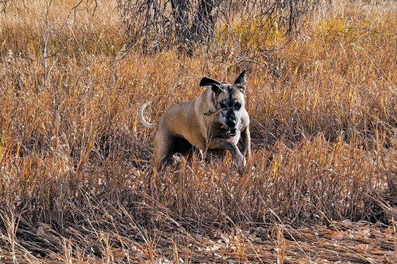 Run dog run