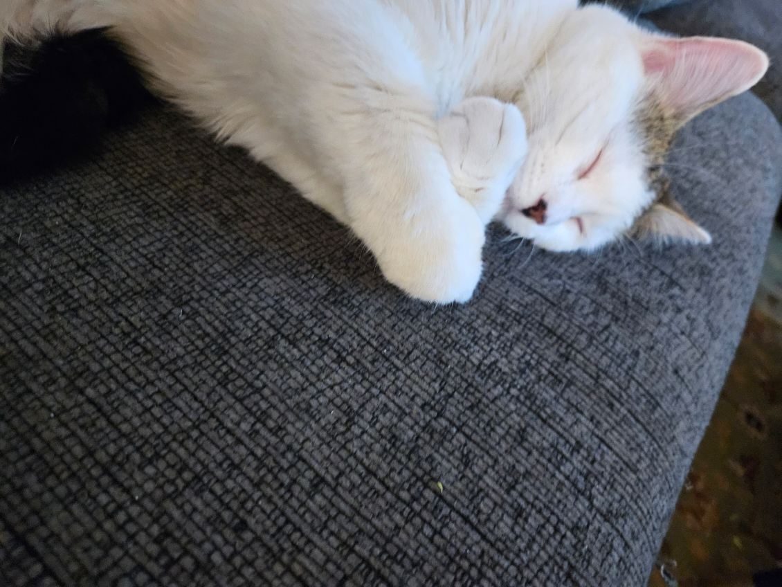 Squeakers