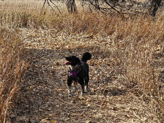 happy dog pierre oahe dam